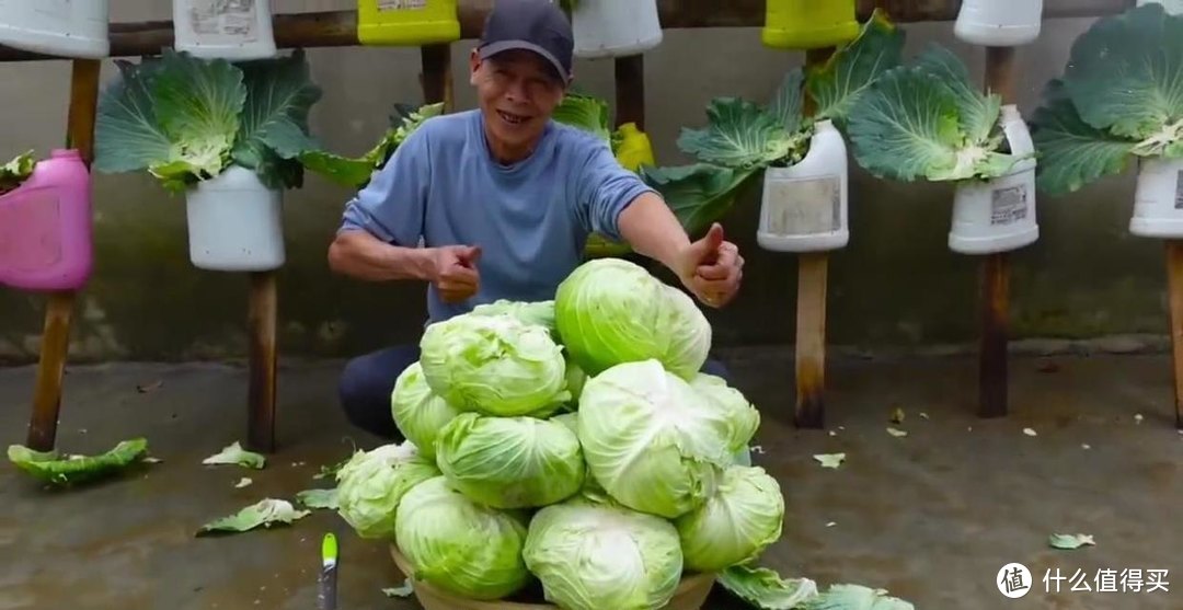 农村大叔因“用塑料桶种包菜”而走红，城市大妈们纷纷效仿，厉害