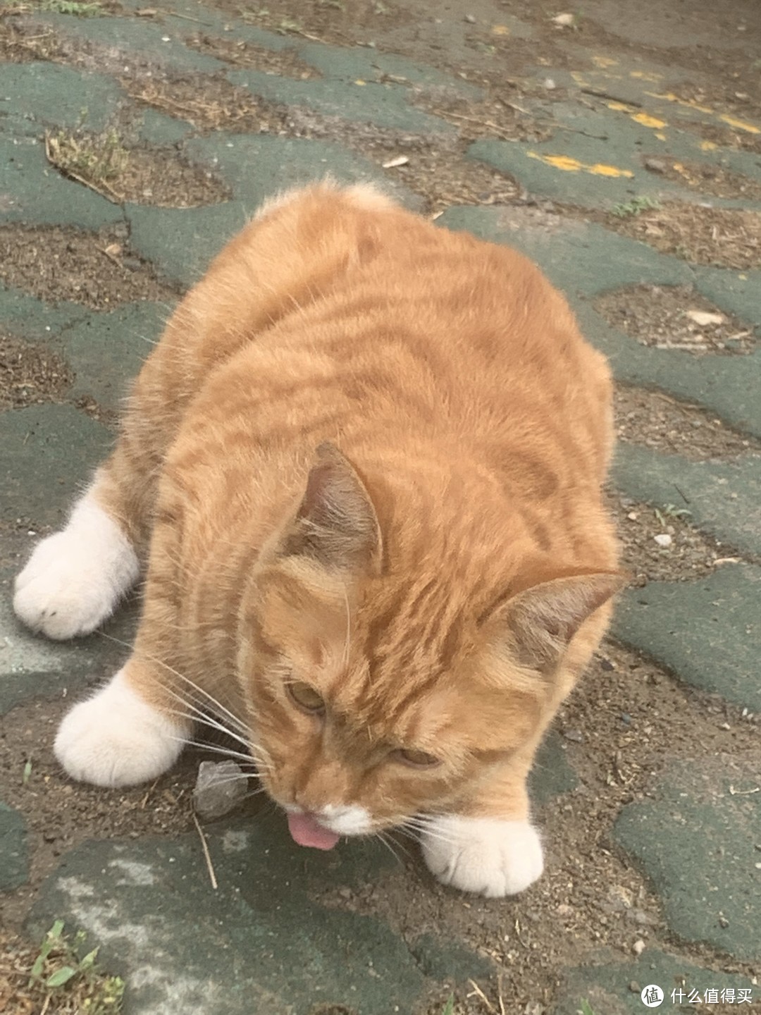 这小橘猫怎么吃东西还漏舌头？正常吗？