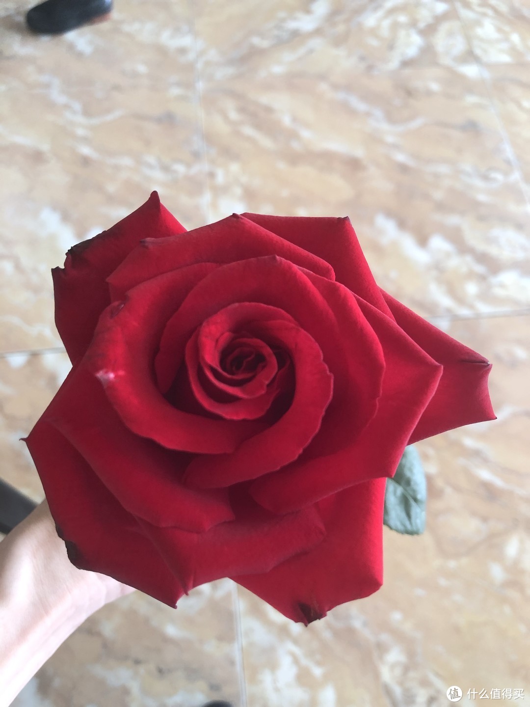 朋友送的一朵很漂亮的玫瑰