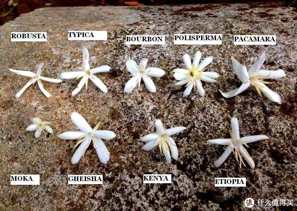 不同品种咖啡树开的花型