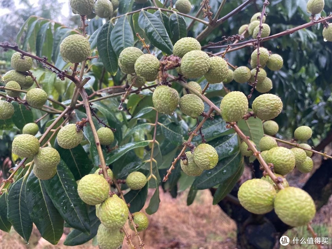 今天有幸见到了世界级名果，中国荔枝的一种独特品种——脆蜜！