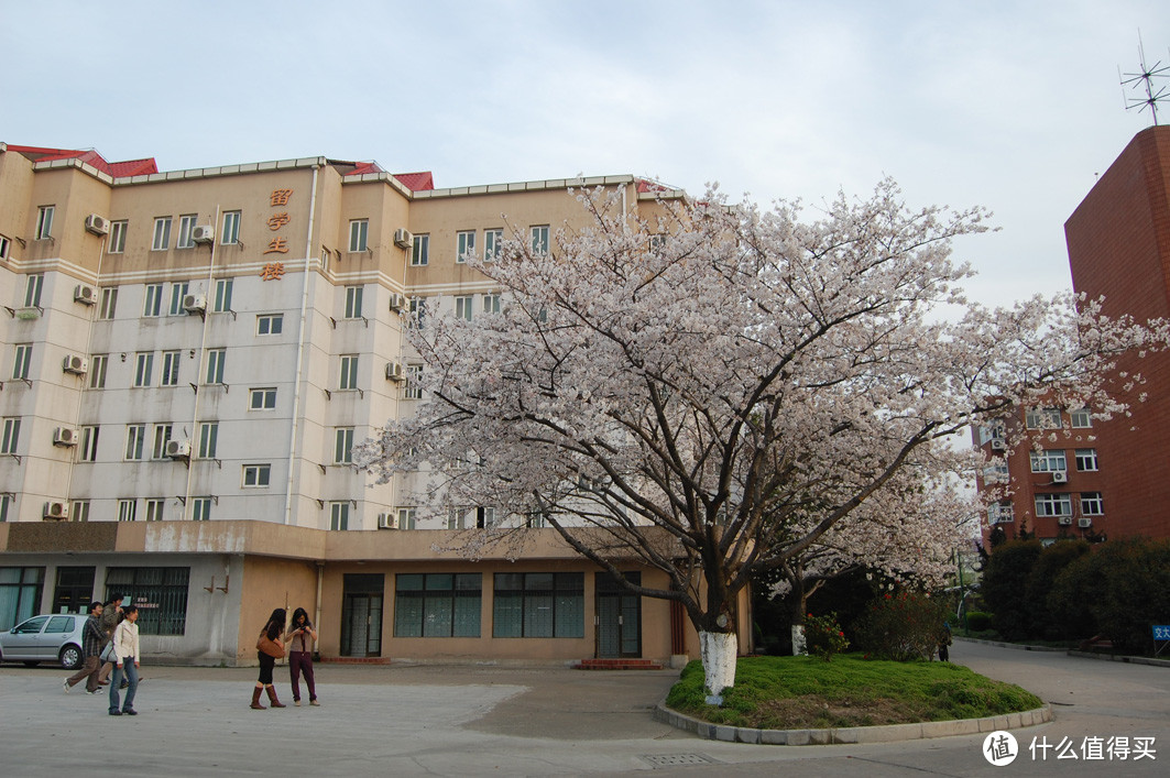 上海交通大学看樱花/交大闵行校区/高考学子中的理想校园是怎样的？校园回忆