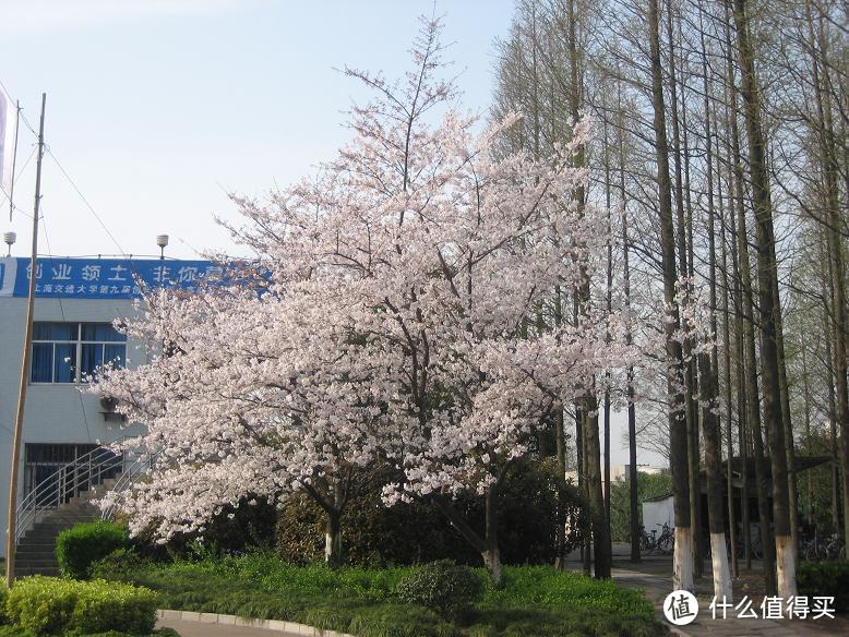 上海交通大学看樱花/交大闵行校区/高考学子中的理想校园是怎样的？校园回忆