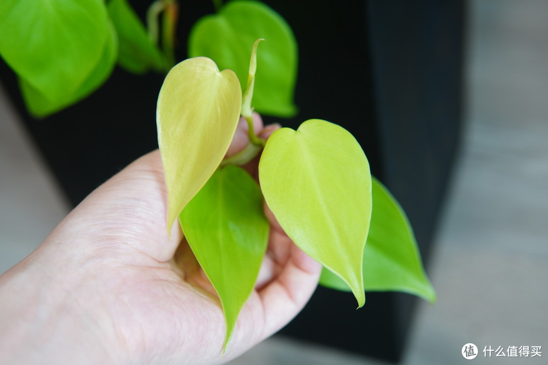 30款亲测活过一年的家庭绿植推荐，绿植新手放心抄作业