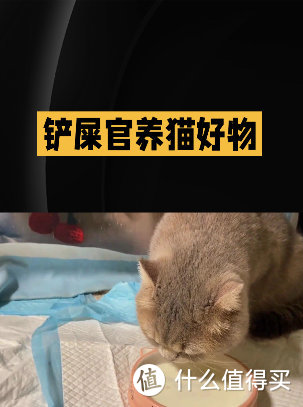 铲屎官养猫好物！拒绝智商税！