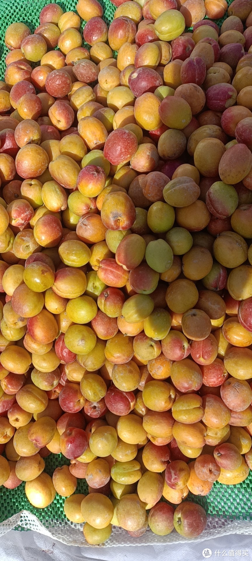 新疆的水果季从杏子开始