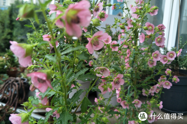 梅雨季节，露养植物不能掉以轻心，注意“5”事项，花儿长得旺