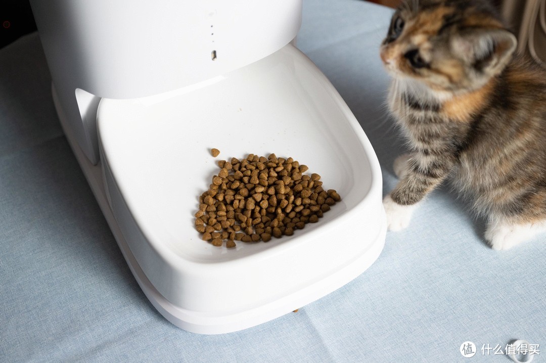 猫咪的专属自助餐厅，定时投喂还能远程看护，宠咕咕宠物喂食器体验
