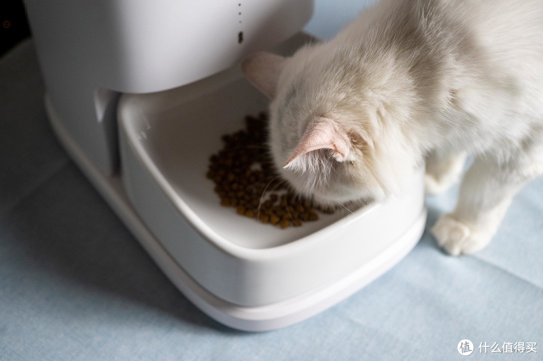 猫咪的专属自助餐厅，定时投喂还能远程看护，宠咕咕宠物喂食器体验