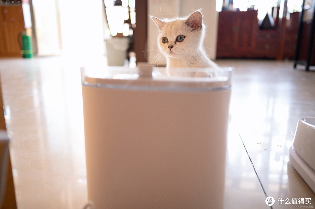 猫咪的自助智能水吧，超大容量干净卫生，宠咕咕宠物智能饮水机体验