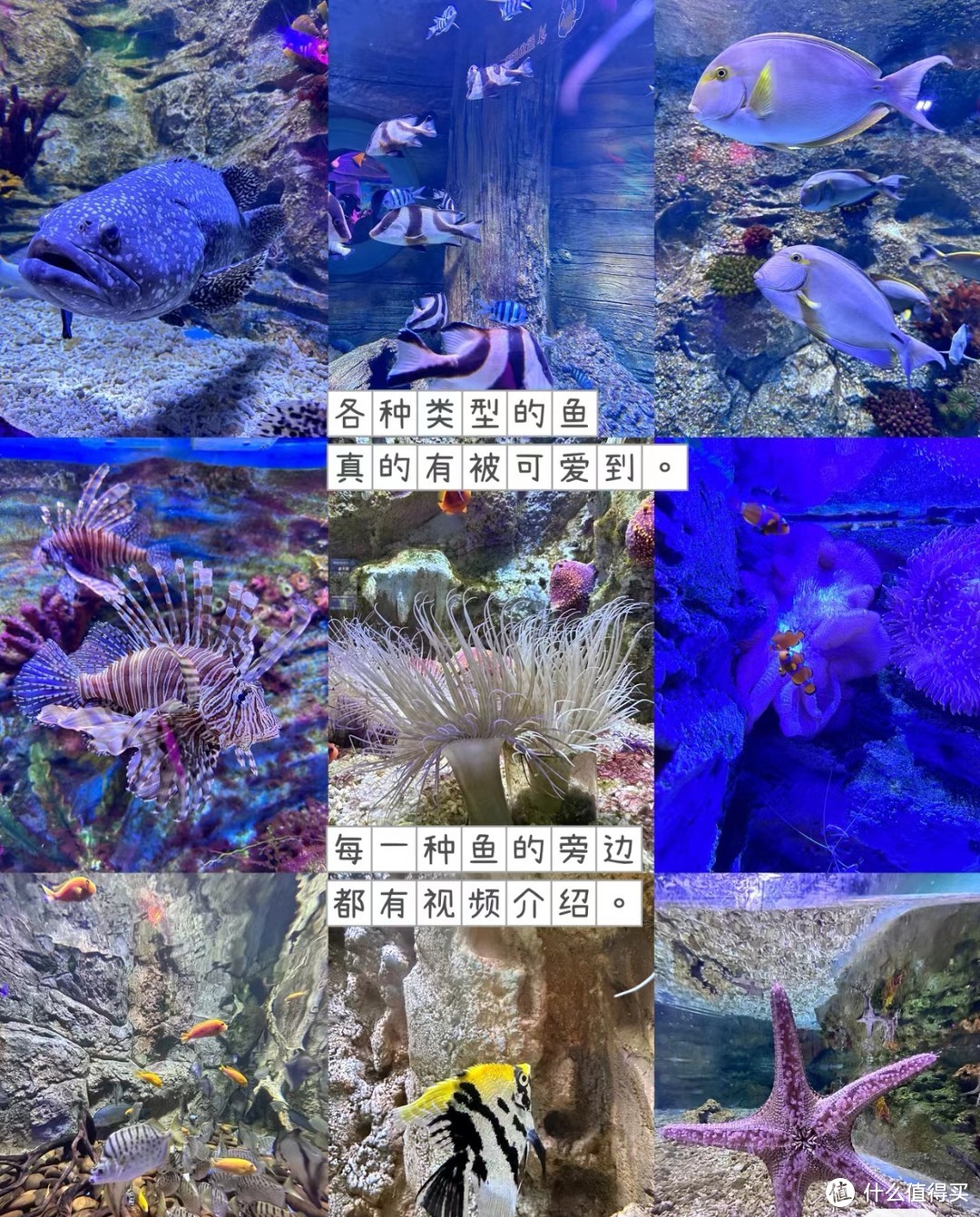 打卡观澜海洋世界，圆梦孩子海洋馆之旅