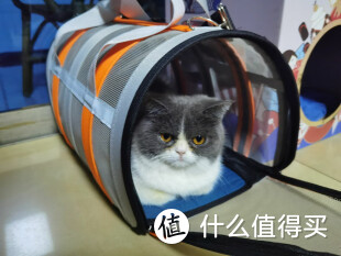 猫狗航空箱——让宠物的旅行变得安心与温馨