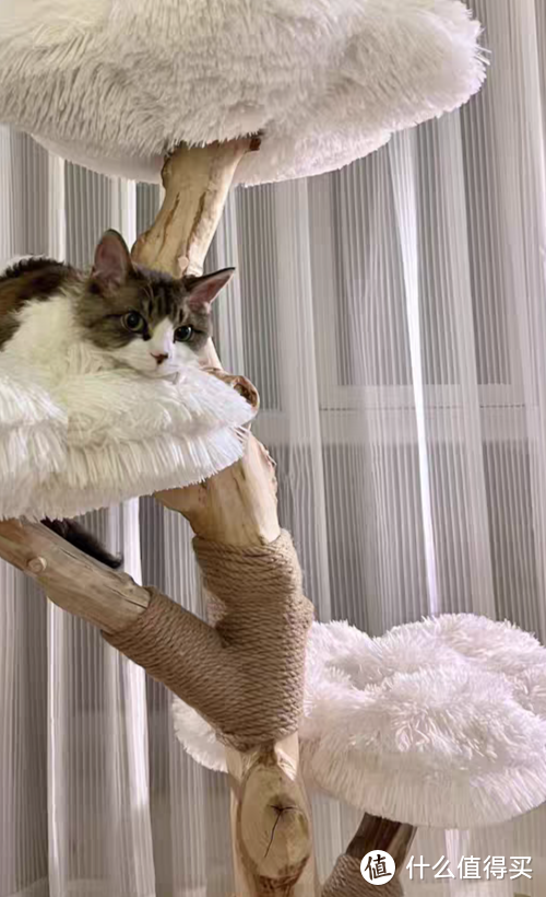 磨爪爬高一体的猫爬架