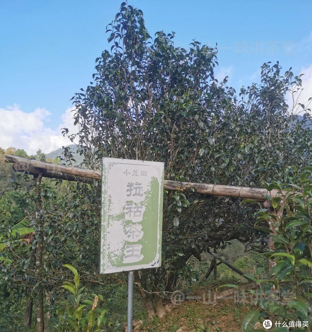 小荒田拉祜族寨的茶王树（摄于2021）
