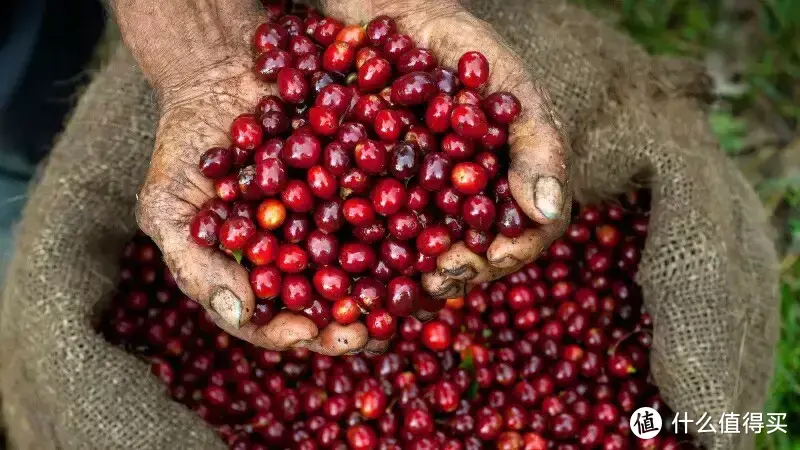 埃塞俄比亚74110、74112等以数字命名的咖啡豆种是什么意思？看完你就知道啦