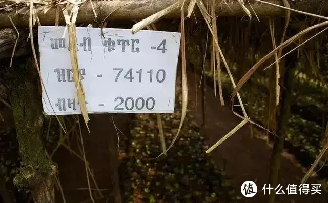 埃塞俄比亚74110、74112等以数字命名的咖啡豆种是什么意思？看完你就知道啦