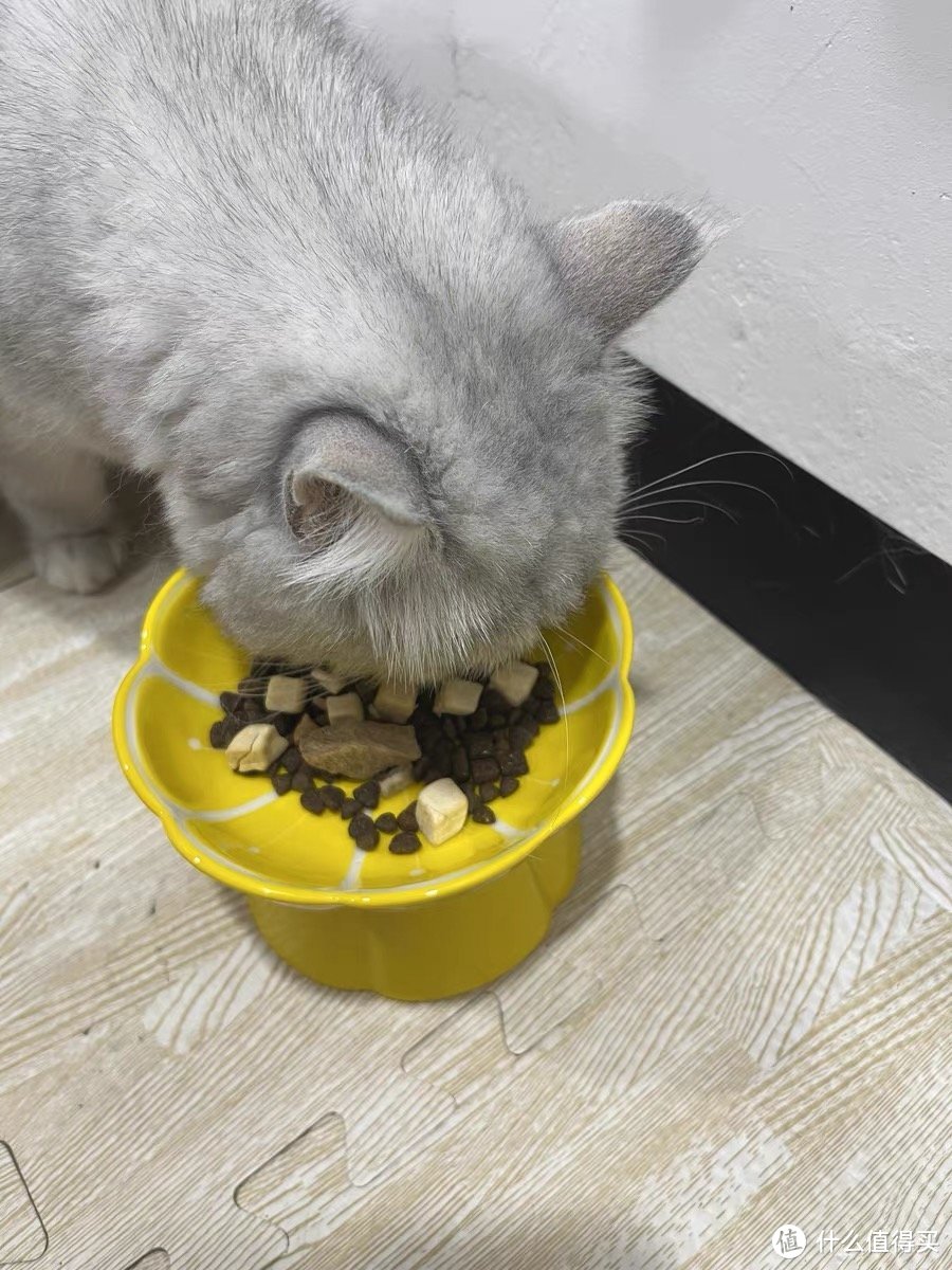 怎么给猫咪选个适合的好猫粮？