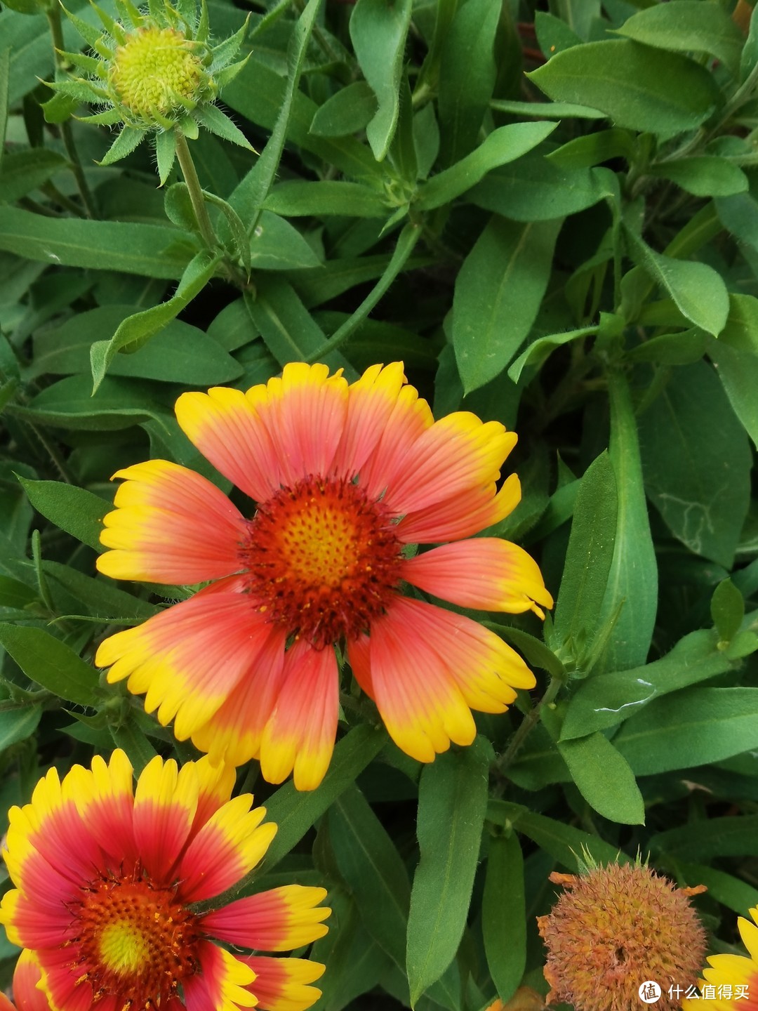 盛开在夏天的菊花，虎皮菊