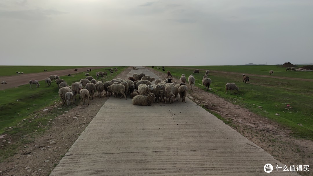 道路中的绵羊