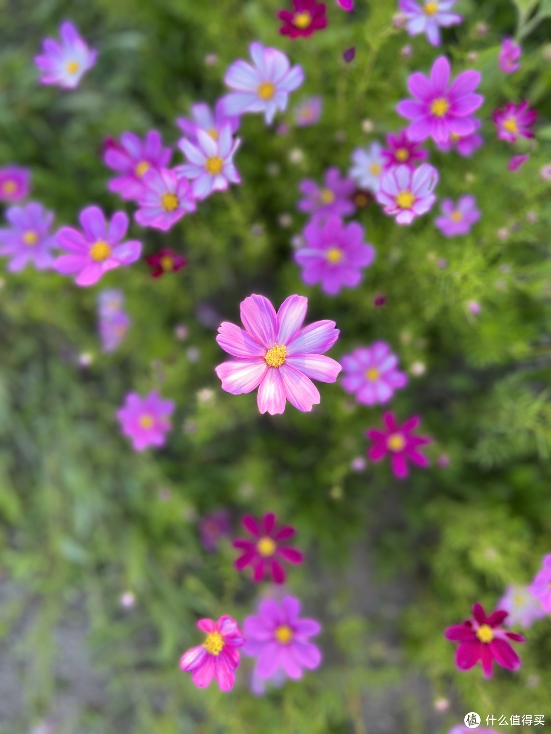 五一去的仙潭村景区还有格桑花开