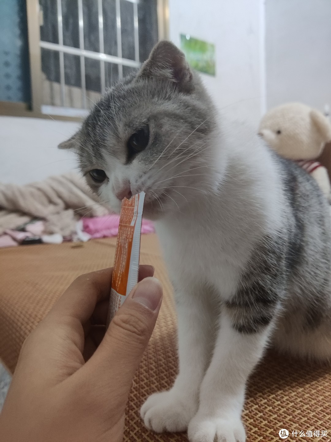 盒边猫条  性价比极高的平民猫猫零食