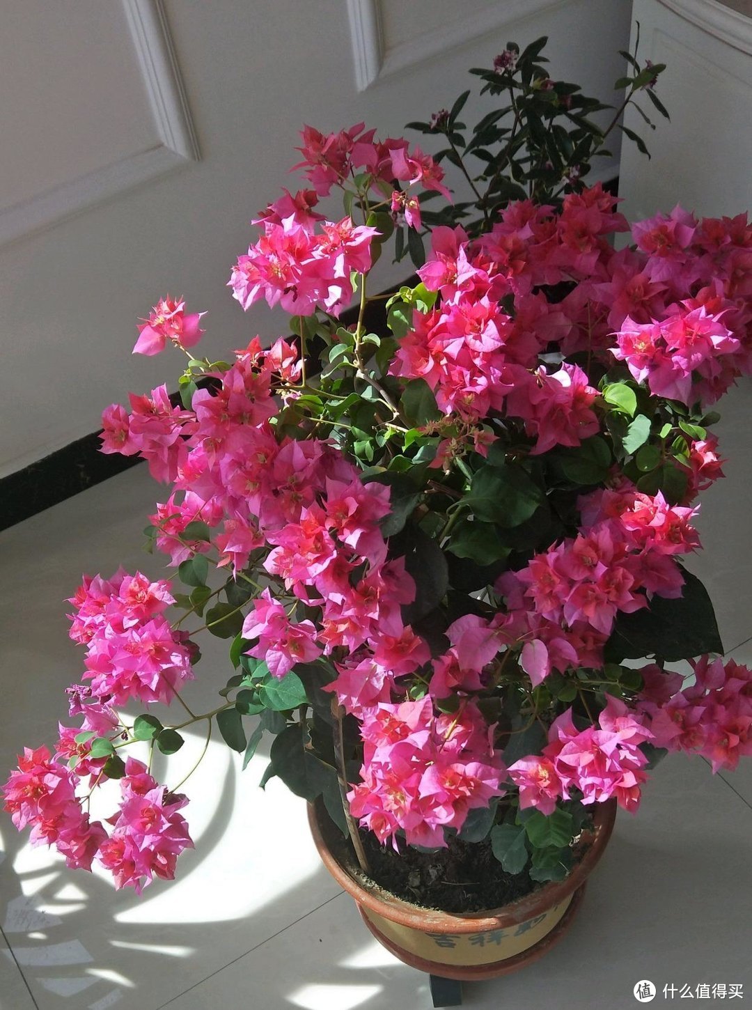 4种漂亮花，养阳台太合适了，色彩丰富，开花不停，美不胜收！