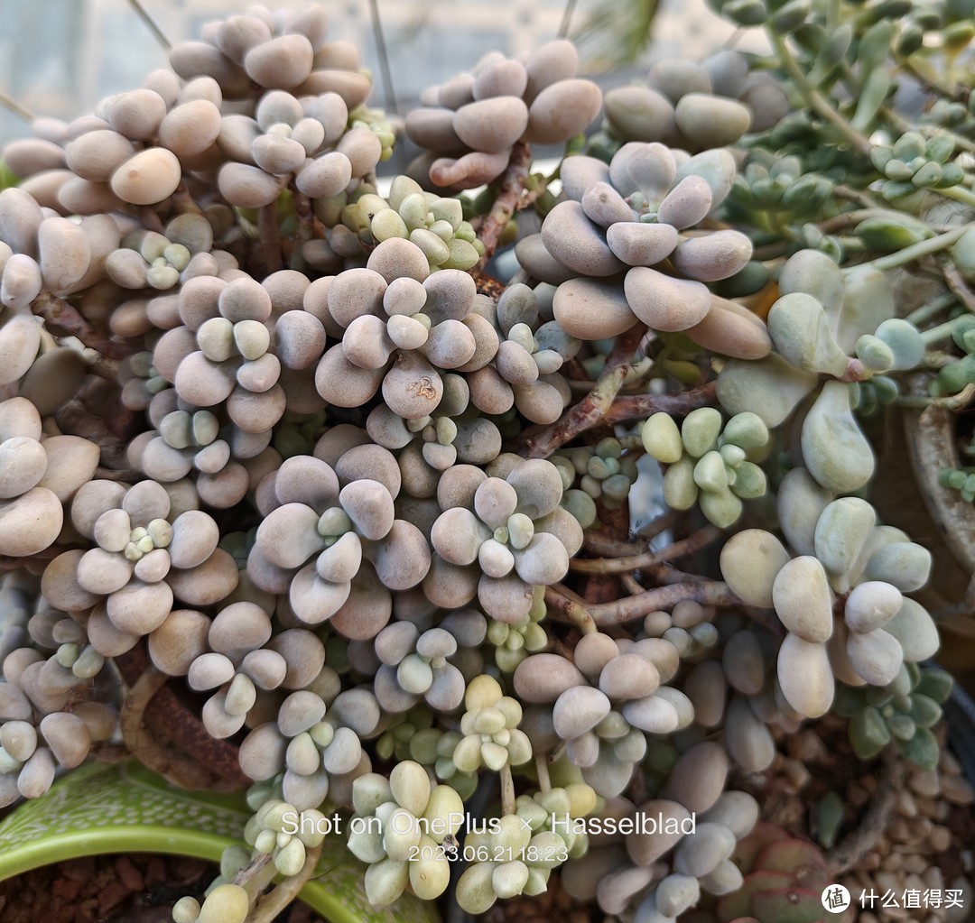 夏天要去外出旅游，家里的植物怎么办？