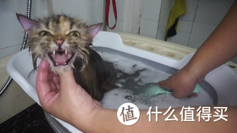 小猫洗完澡，烘干神器。