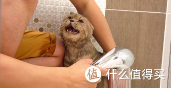 小猫洗完澡，烘干神器。