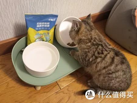 猫猫夏天胃口不好，感觉都瘦了，有什么好的办法调节吗？