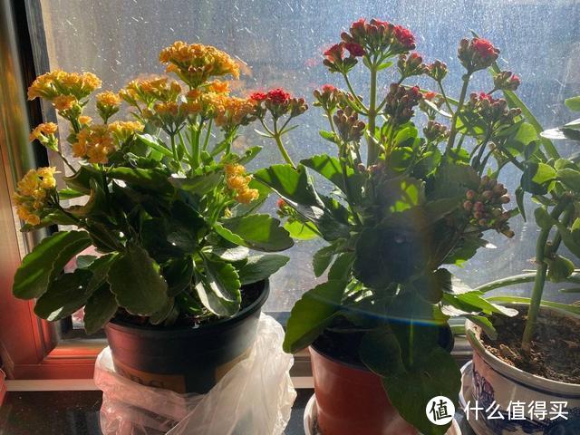 “小盆栽好花，大盆栽花花难开”，6种洋气花，要用小盆养才行