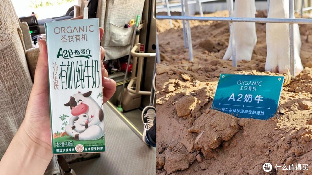乌兰布和沙漠游记！探索圣牧有机牛奶的奶源地，发掘隐藏在大漠里的有机密码！