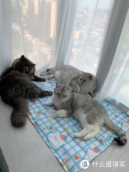 猫猫夏天真的需要冰垫或凉席吗？有哪些适合猫猫夏季好物推荐？