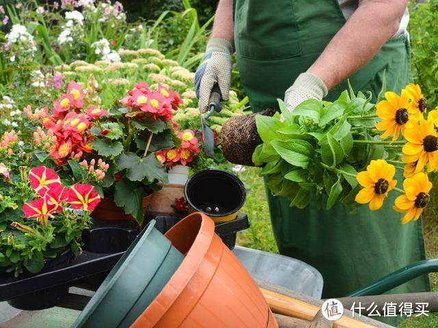 6种花是“酒鬼”，10天喝一点，叶片肥厚，花箭窜得老高