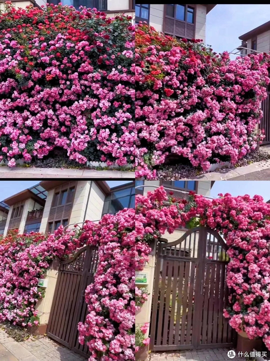 山东一太太，院墙上开满鲜花，犹如漂亮的“花海”，太惊艳了！