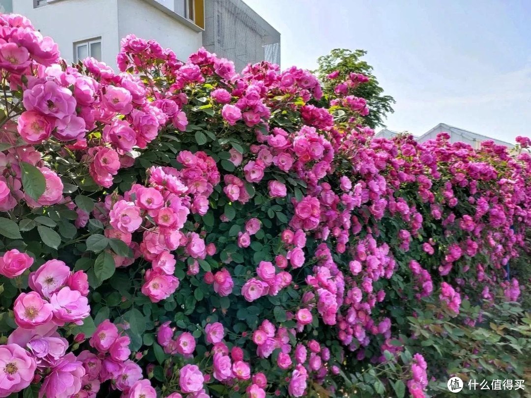 山东一太太，院墙上开满鲜花，犹如漂亮的“花海”，太惊艳了！