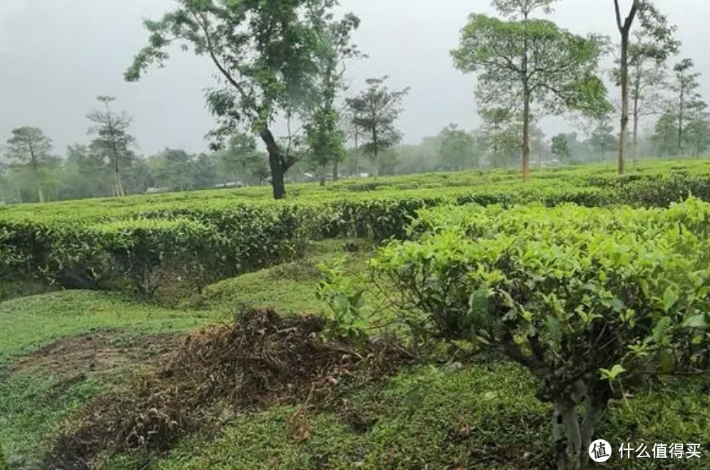 国内外的红碎茶是不一样的，加工工艺是有区别的。