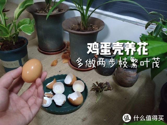 6件“小垃圾”，在养花人眼中却是宝贝，埋到花盆里，肥得流油