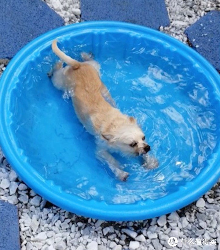 宠物夏天怎么过？怎么帮助爱犬度过炎炎夏日？