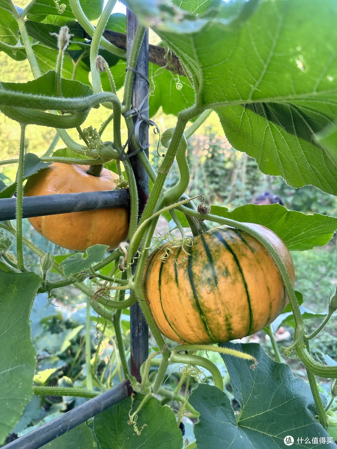 自然田园风光-第一次看见这么新鲜而且富有自然气息的南瓜🎃啊。