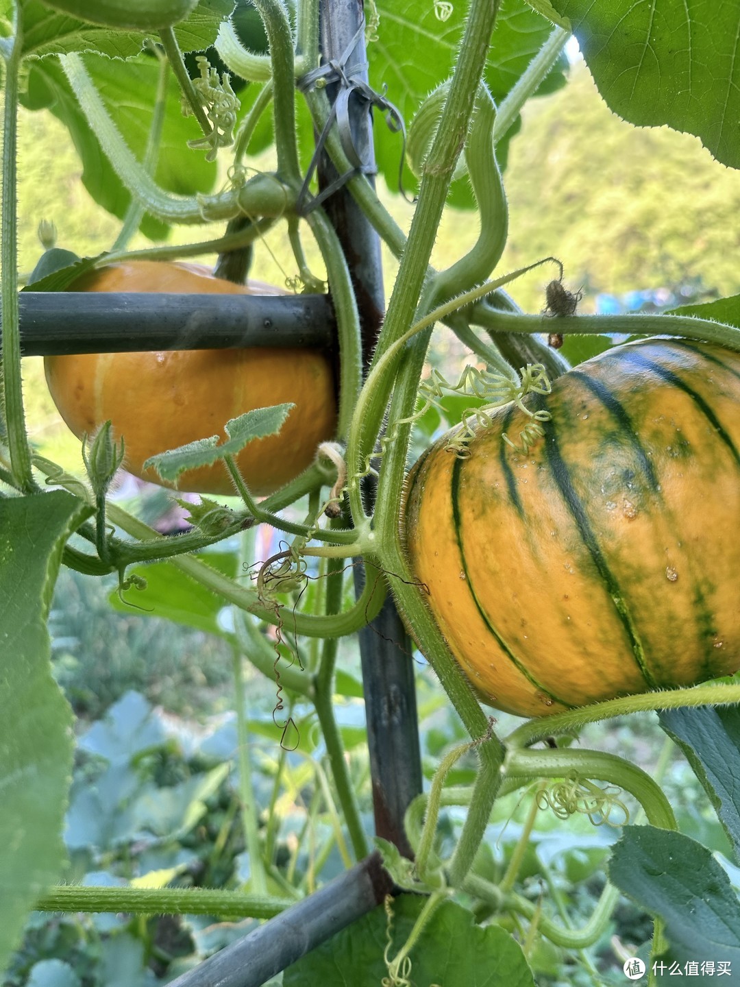 自然田园风光-第一次看见这么新鲜而且富有自然气息的南瓜🎃啊。