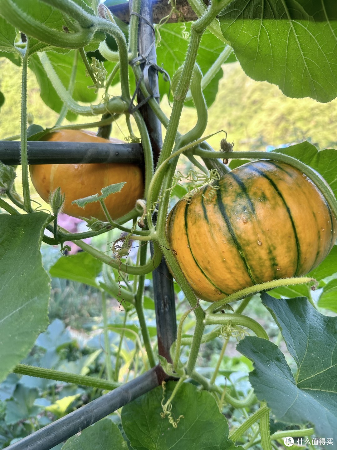 自然田园风光-第一次看见这么新鲜而且富有自然气息的南瓜🎃啊。