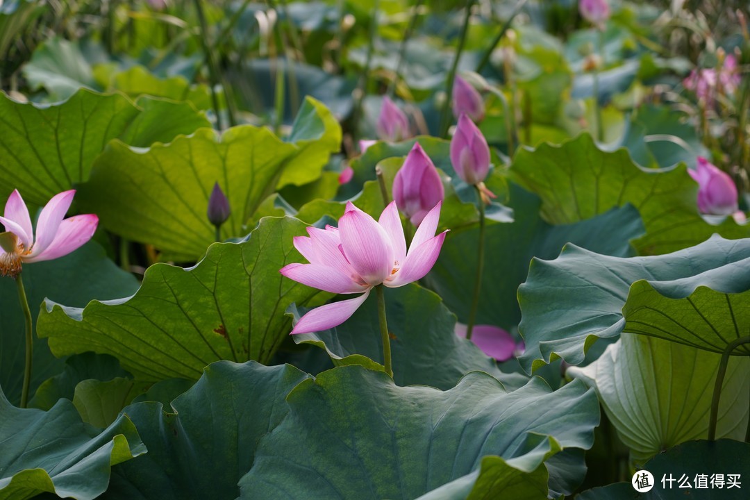 索尼A7C+24105G 随拍（三）东湖游船随拍