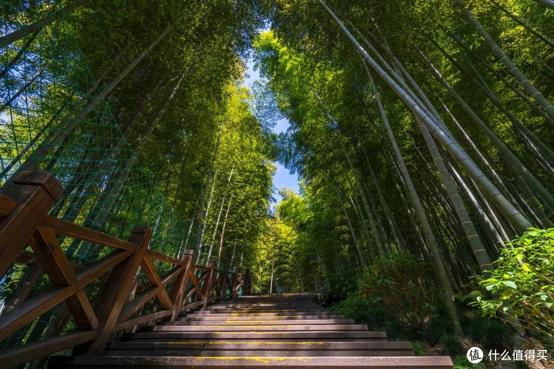 我去竹林避暑了，夏天过完再通知我！