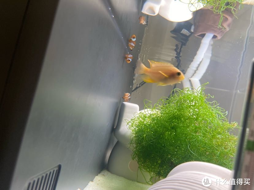 小米鱼缸养海水鱼30天：体验分享