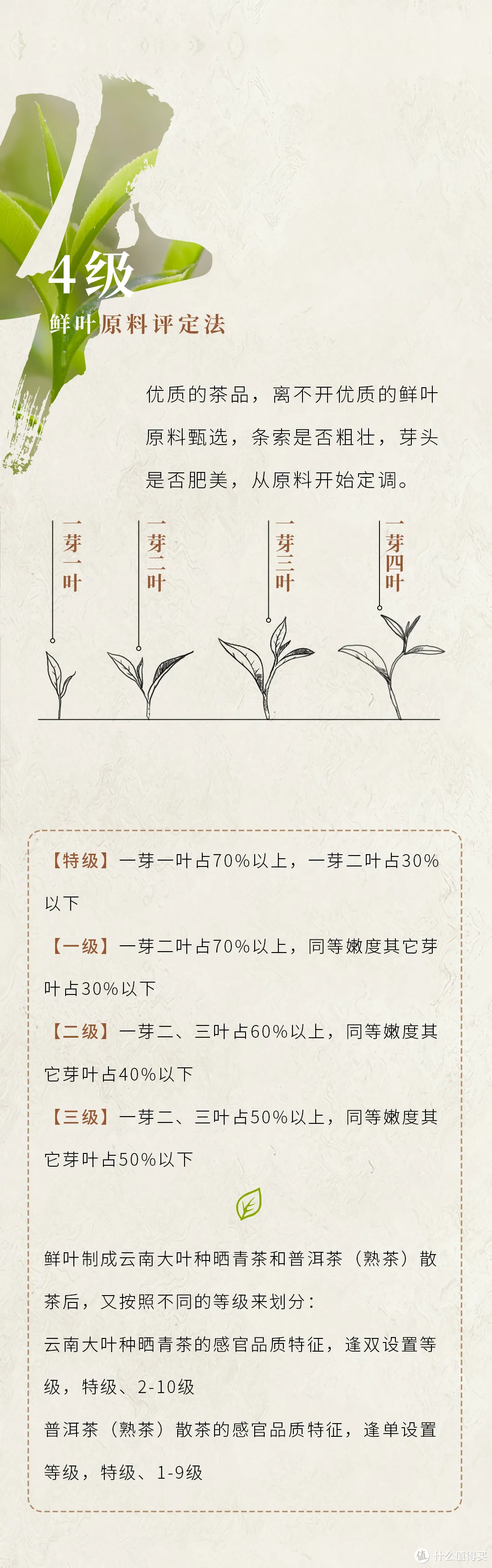 如何快速了解普洱茶（2）