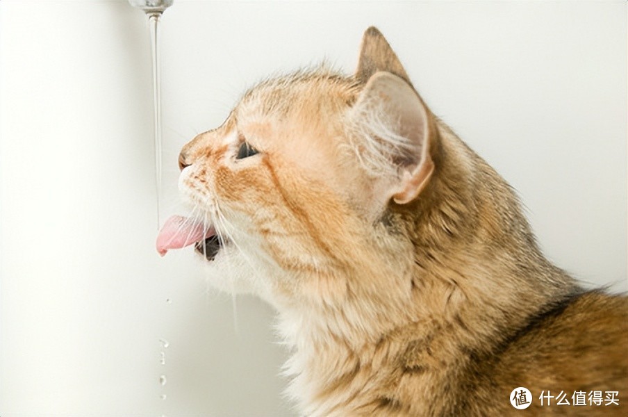 猫咪多喝水铲屎官不操心，宠咕咕宠物饮水机做到了！