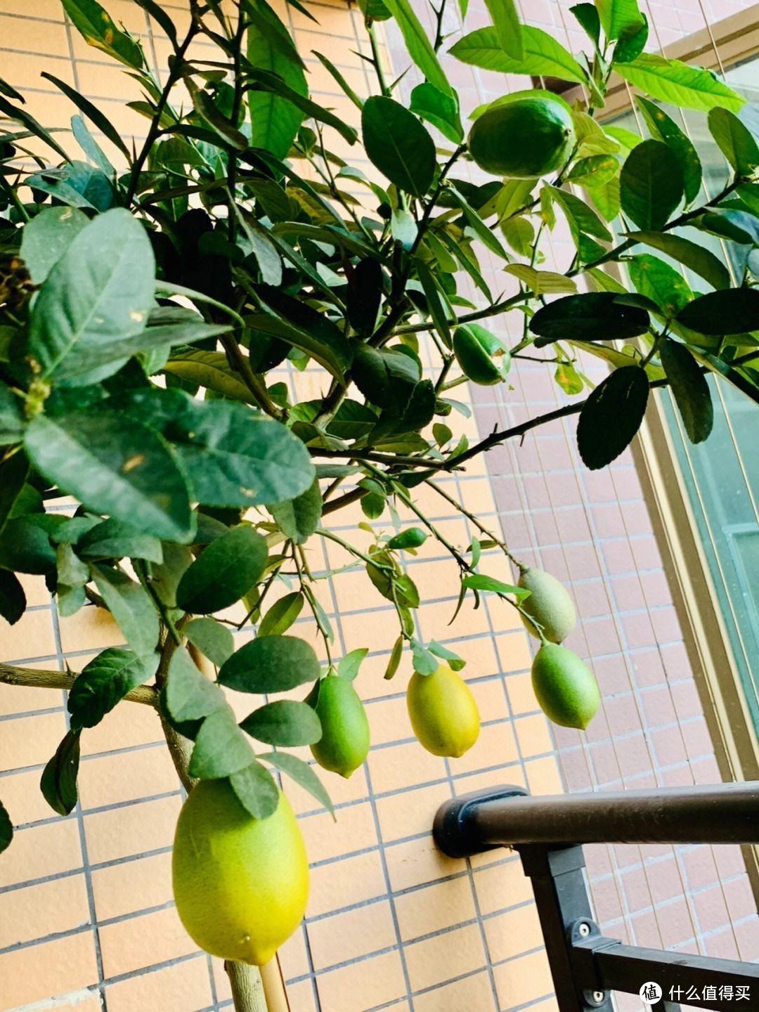阳台上能养“3种”水果，产量惊人，好多果子，长得很壮很好养