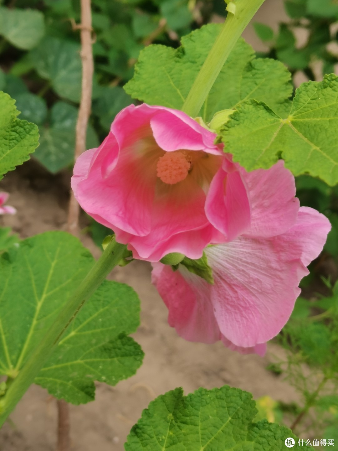 小区里的蜀葵花，绽放在夏日的热情之中