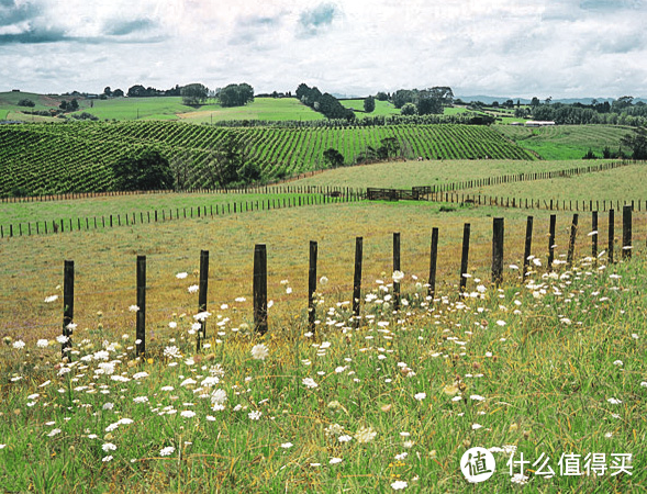 新西兰葡萄酒，怀卡托-Waikato